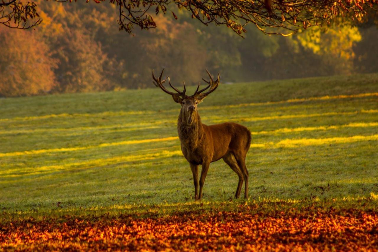 Willa Les 12 Bois Du Cerf Tailles Zewnętrze zdjęcie