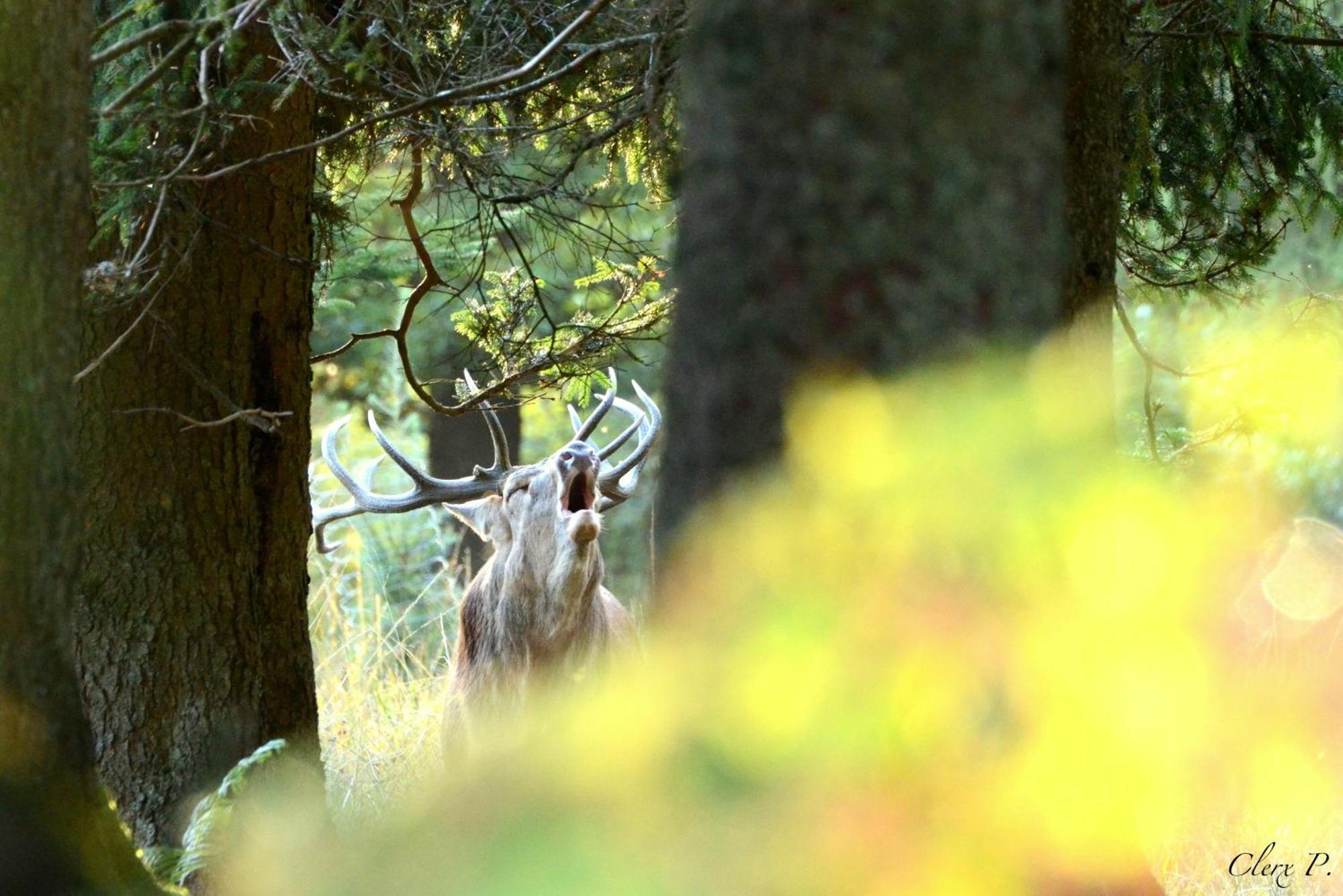 Willa Les 12 Bois Du Cerf Tailles Zewnętrze zdjęcie