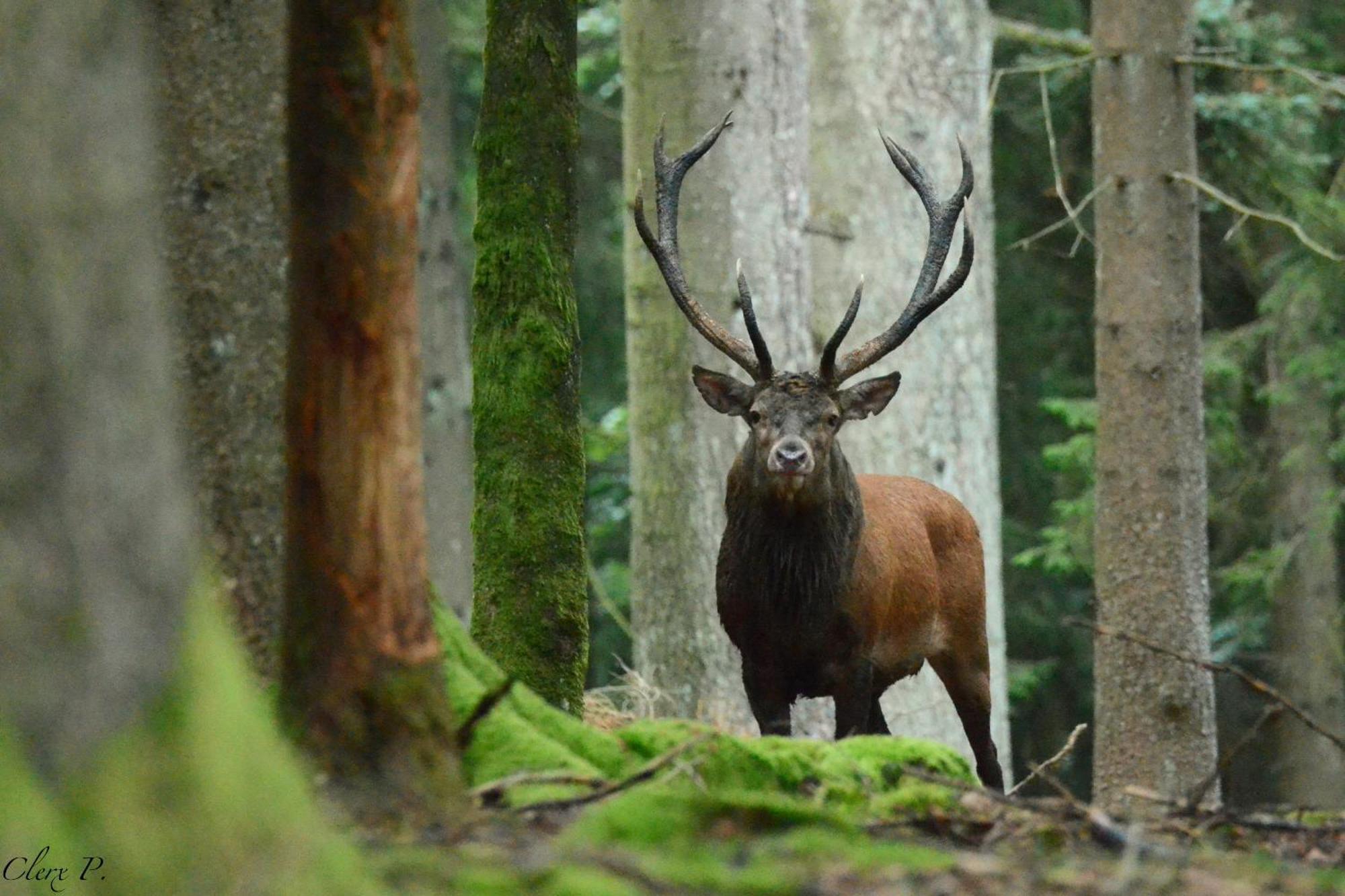 Willa Les 12 Bois Du Cerf Tailles Zewnętrze zdjęcie